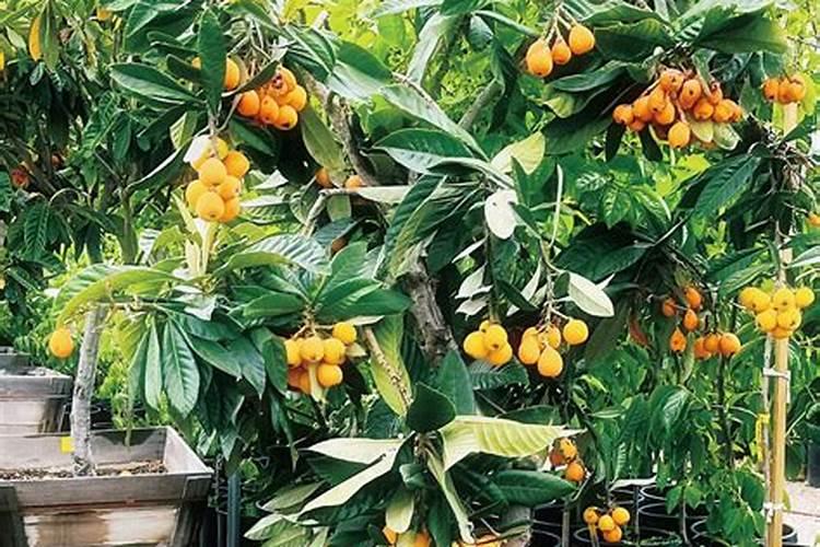 种植桃树的时候,哪些情况下需要喷洒叶面肥？