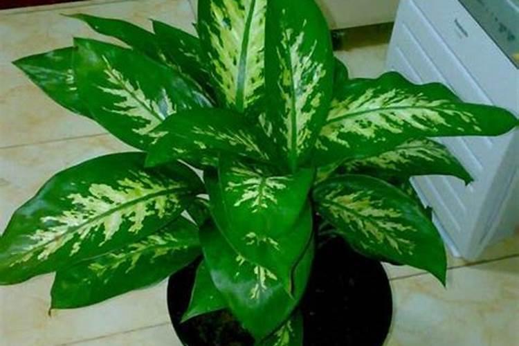 1斤水溶肥按300倍液配兑多少水