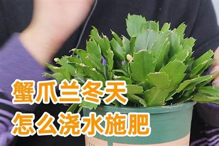 蟹爪兰冬季该怎么施肥呢
