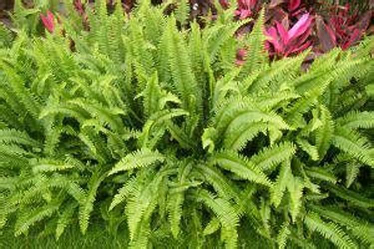 白菜施肥时间和方法 白菜施肥时间和方法有哪些