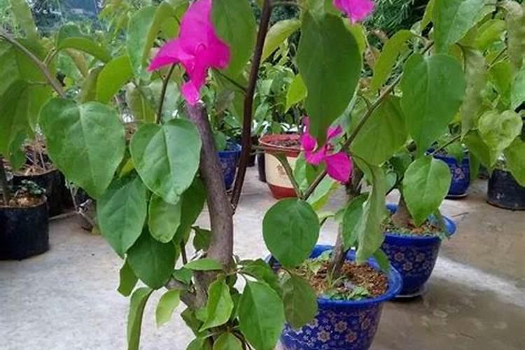 生菜种苗多久施肥 生菜种植多长时间需要施肥