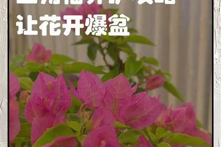 如何让三角梅发芽  三角梅休眠后怎样催芽