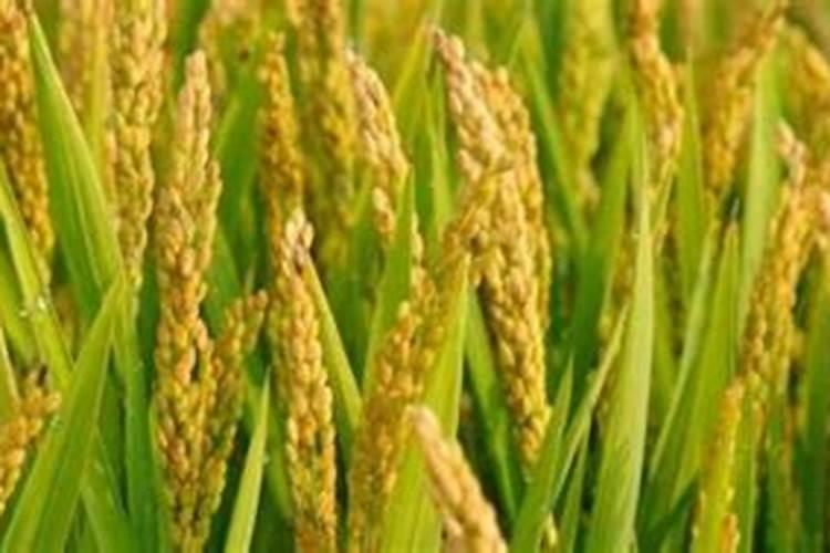 种水稻施肥莫忘硅和锌,有什么效果吗？