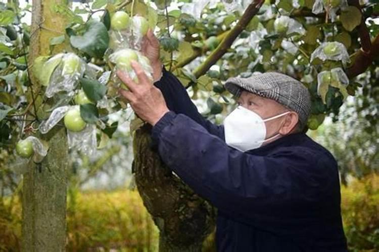 广西蜜丝枣种植的正确方法？