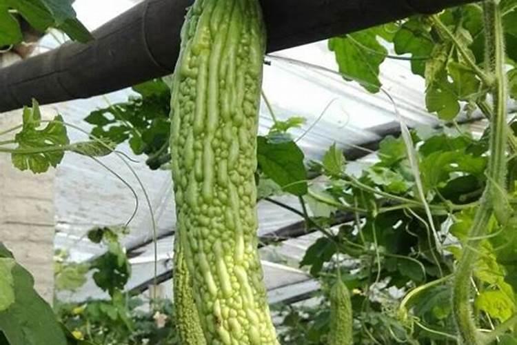 芸苔素内酯持效期多长