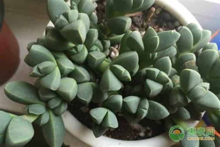 什么的凤仙花