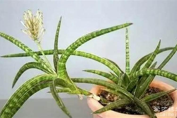 草莓在6 7月出现叶片萎靡请问这是什么原因