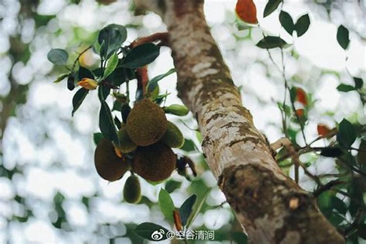发酵动物内脏可用来养蛆吗