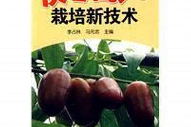 红枣炭蛆病用什么要最好