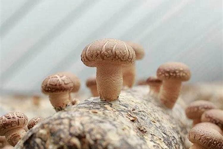 废菌棒怎么发酵
