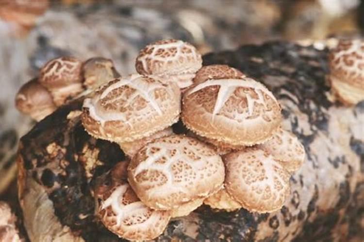 食用菌想增产？有哪几种“特效”方法