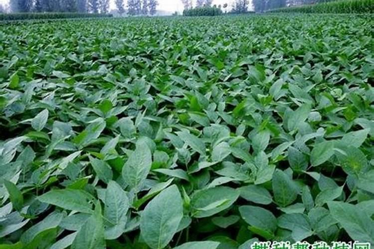 氮磷钾复合肥是什么肥料