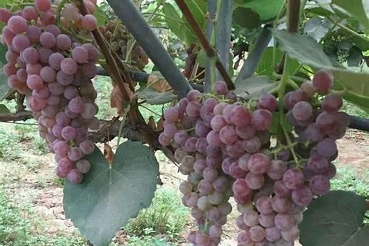 锌系磷化的主要功效是什么？