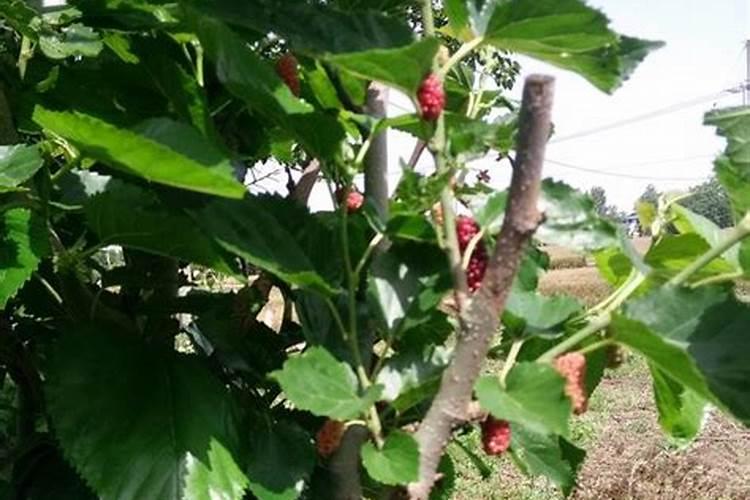 桑葚需要掌握的种植技巧