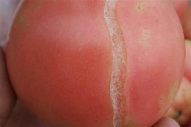 腐植酸是什么运用于哪方面