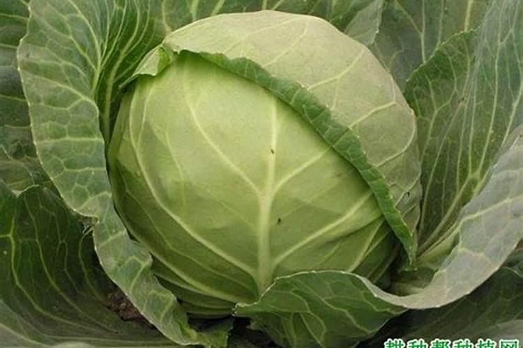 石楠球种植后叶子枯萎怎么回事
