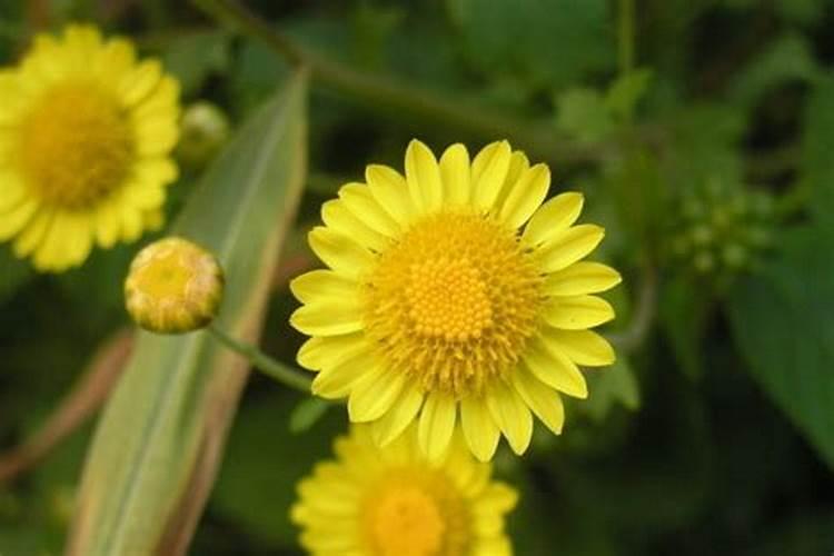 菊花的施肥与管理