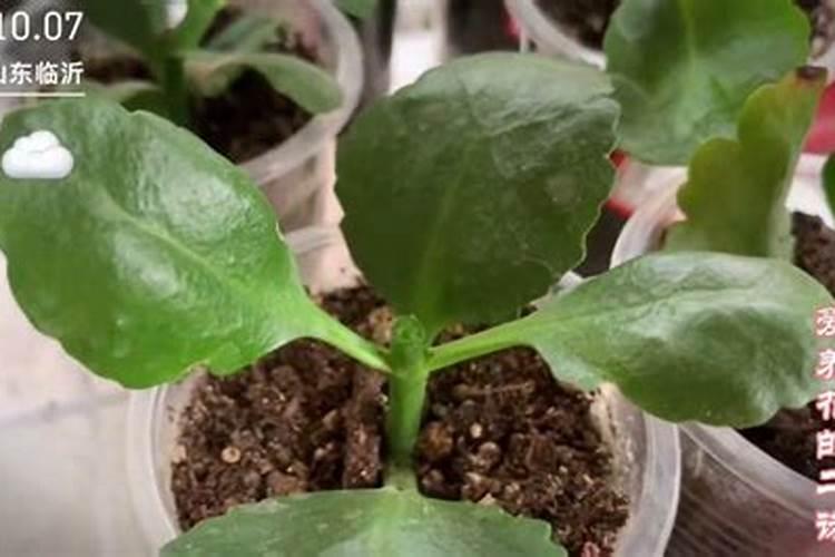 小麦一年打药的时间分别是什么时候？？？