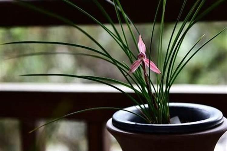 花刚种下去可以施肥吗
