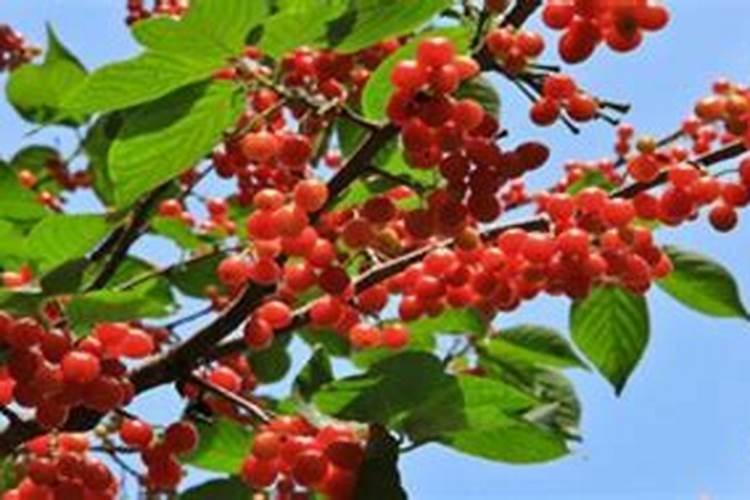 花草施肥在什么时间最好;刚种的花可以施肥吗