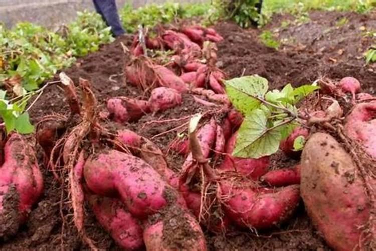 浇什么肥料让红薯长得粗壮长得快