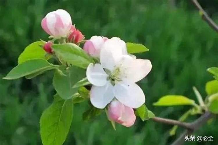 玫瑰花需什么肥料