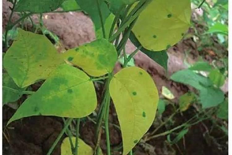 植物缺氮的症状,怎么办