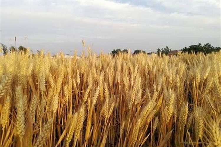 什么样的土地适合花生种植？原因是什么呢？