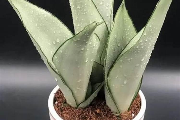 排名前十的水溶肥品牌