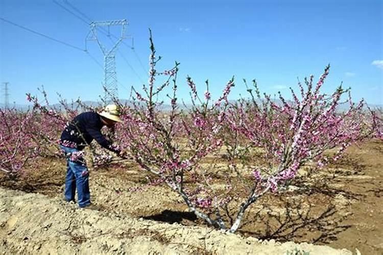 种植桃树施肥要合理,什么时候施肥好？
