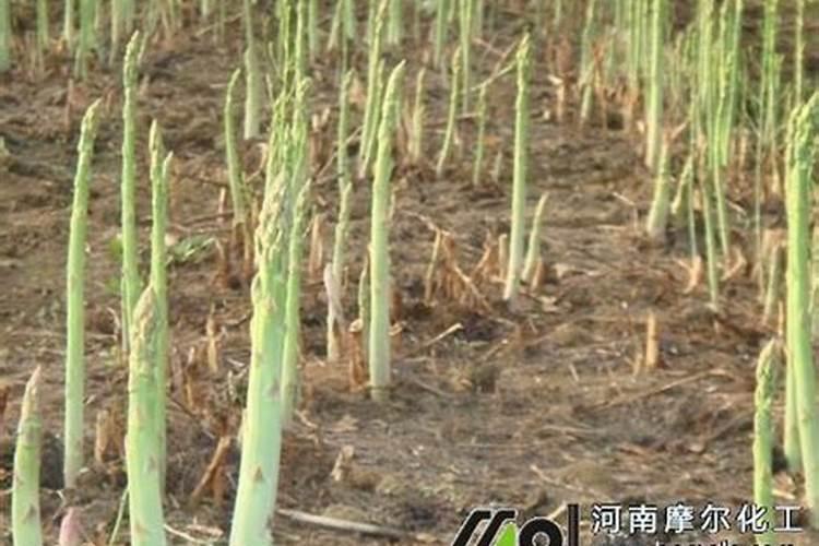 小麦灌浆期喷叶面肥可提高产量吗