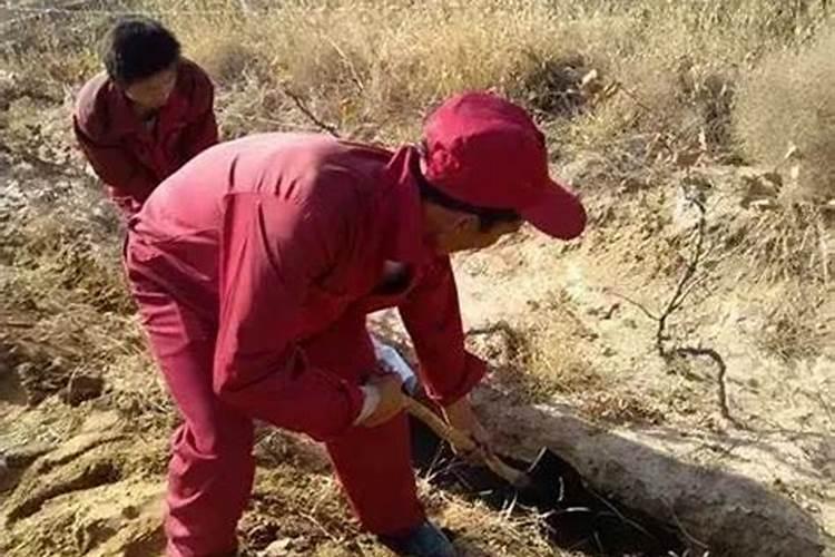 种植葡萄用什么肥最好