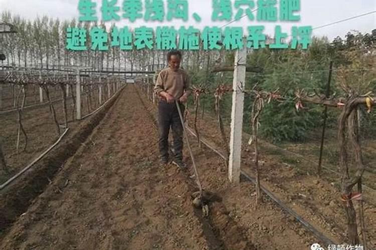 葡萄烧根解救办法？
