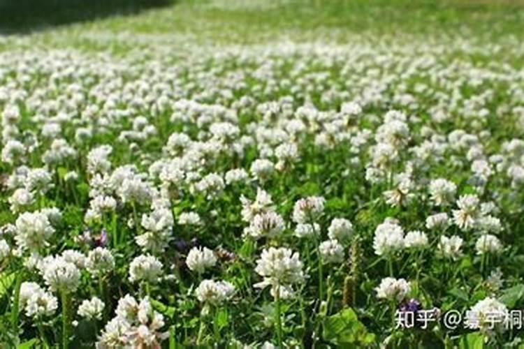 白三叶草种子可以直接种植吗？