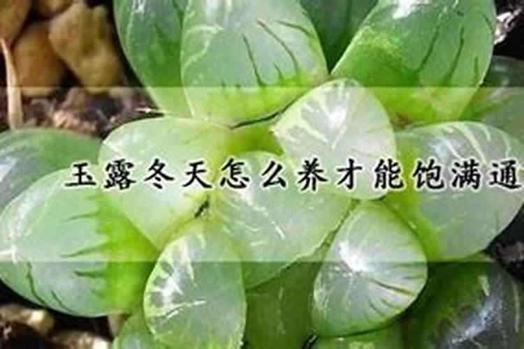 花多多12号什么花能用