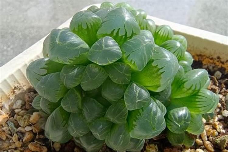 玉露怎么养才能饱满
