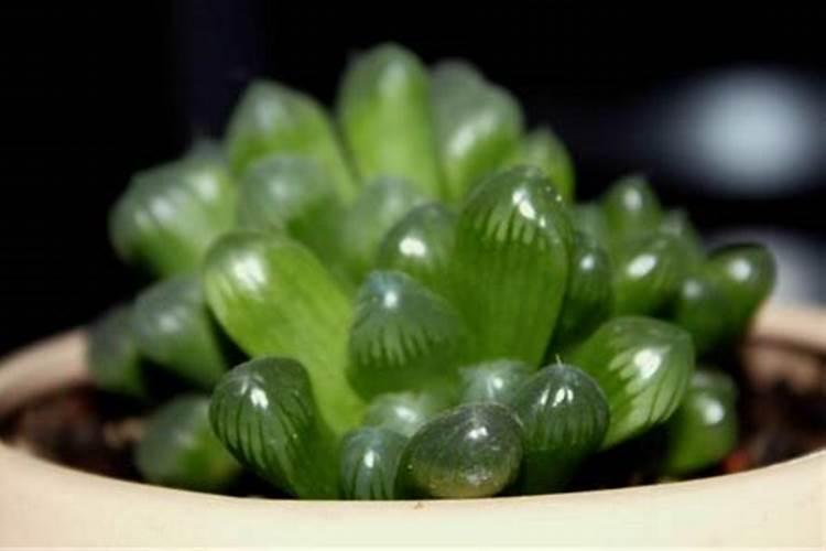 玉露怎么施肥