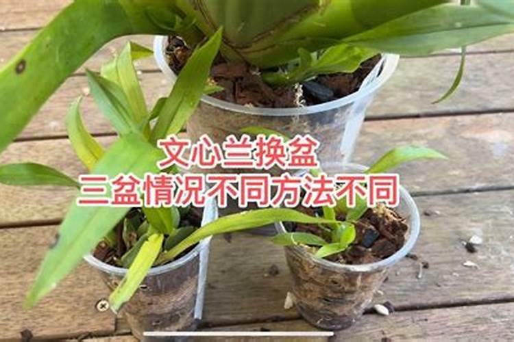 腐植酸水溶肥是什么肥料 腐植酸水溶肥料的作用有哪些
