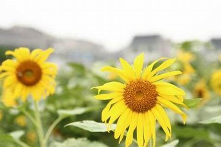 芭田肥料厂家在哪里