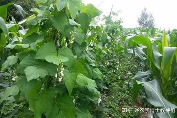 菜豆施肥用什么肥料
