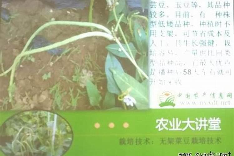 请专家们推荐一些菜豆保花保果的效果好的药,