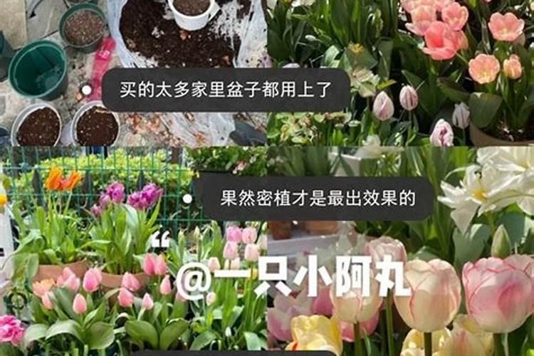 红砖头打碎可以做兰花铺面石吗？