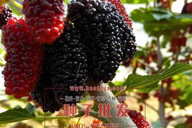 甘蓝油菜什么时候种植？