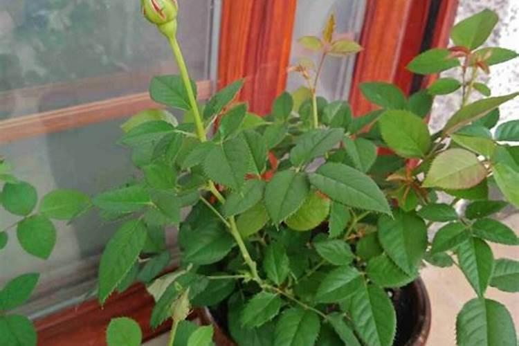 老桩玫瑰花种植方法与技巧