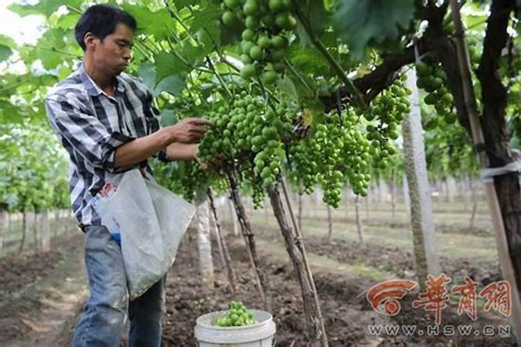 怎样施用硼肥防治小麦不稔症？