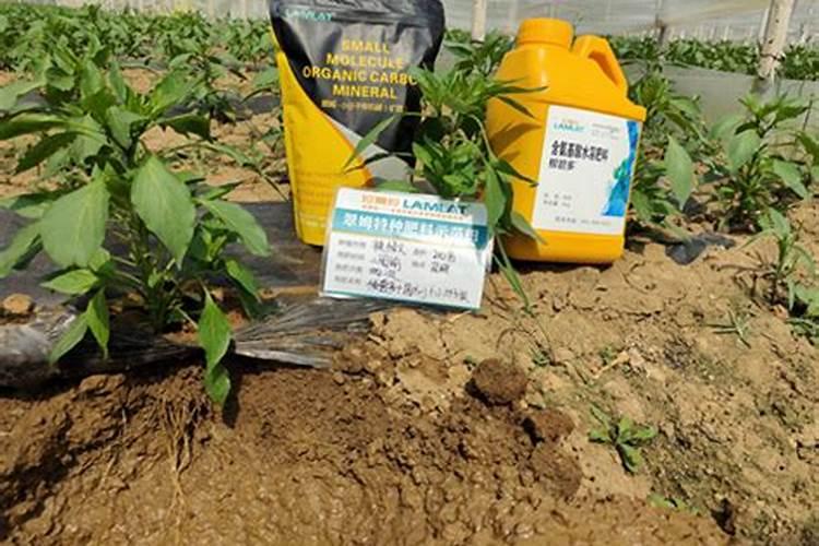 ...树仔菜种植方法 树仔菜怎么种 树头菜的种植与栽培