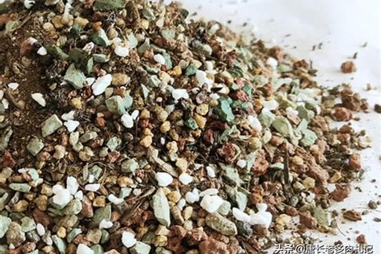多肉植物施什么肥好