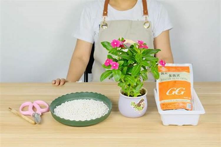 荷兰豆用什么肥料最好