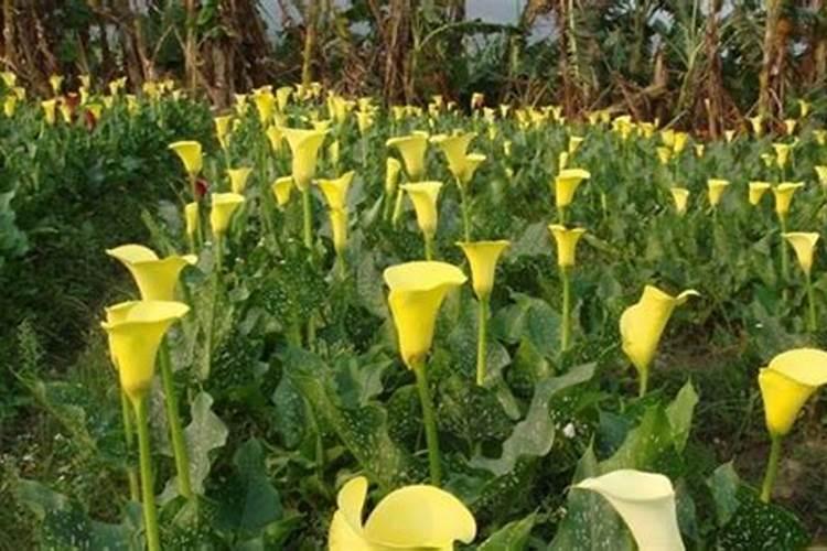鸡蛋壳如何做花肥 鸡蛋壳怎么做肥料