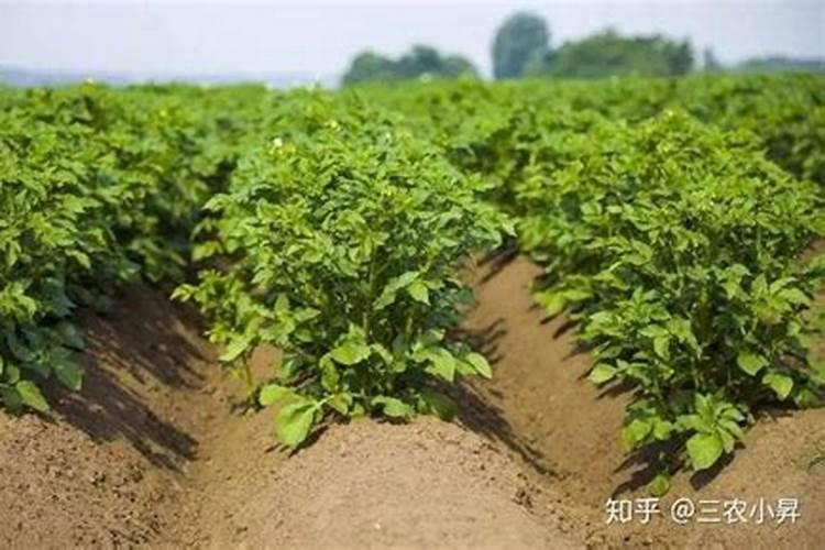 马铃薯秧子徒长什么时候用亚磷酸钾？